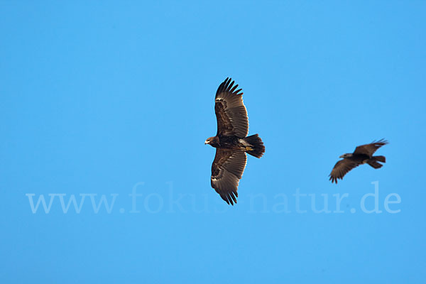 Wüstenrabe (Corvus ruficollis)