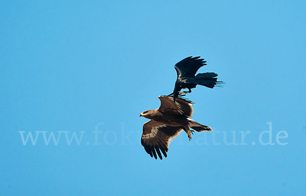 Wüstenrabe (Corvus ruficollis)