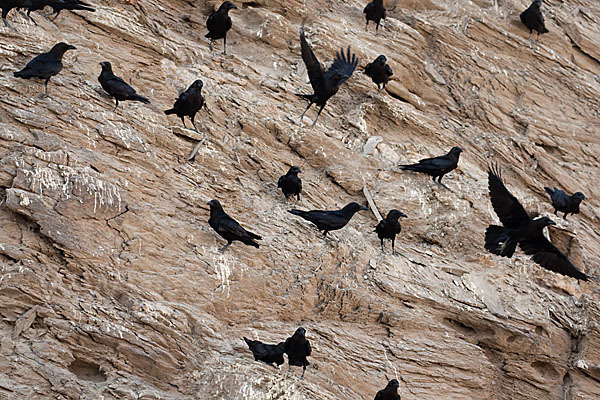 Wüstenrabe (Corvus ruficollis)