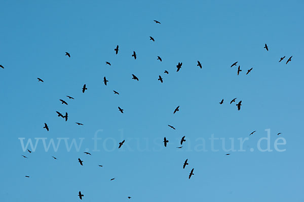 Wüstenrabe (Corvus ruficollis)