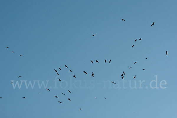 Wüstenrabe (Corvus ruficollis)