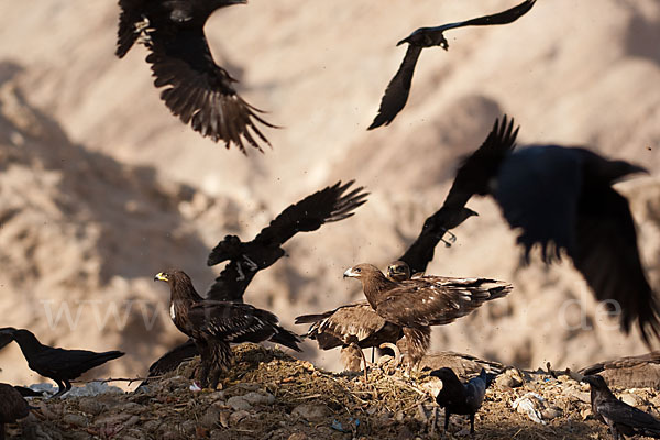 Wüstenrabe (Corvus ruficollis)