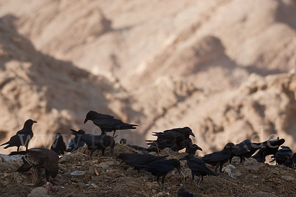 Wüstenrabe (Corvus ruficollis)