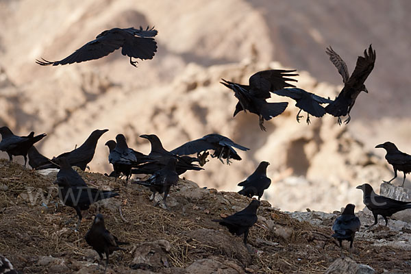 Wüstenrabe (Corvus ruficollis)