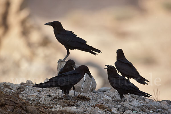 Wüstenrabe (Corvus ruficollis)