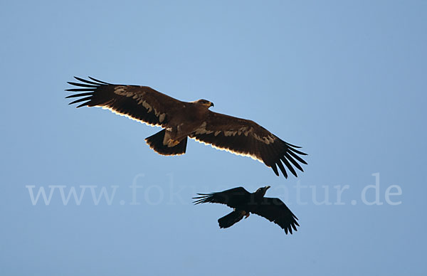 Wüstenrabe (Corvus ruficollis)