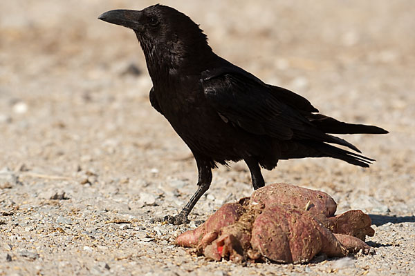 Wüstenrabe (Corvus ruficollis)