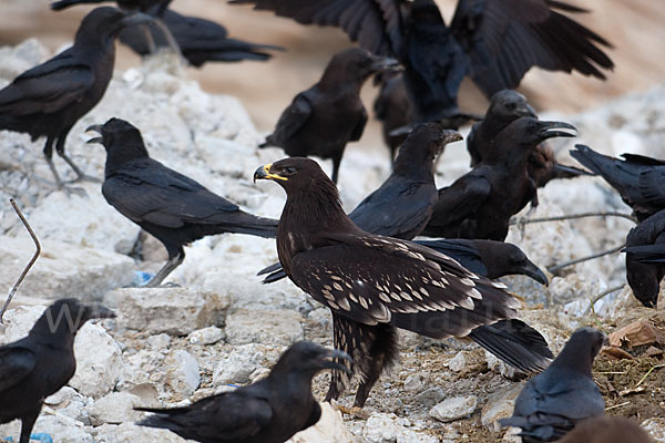 Wüstenrabe (Corvus ruficollis)