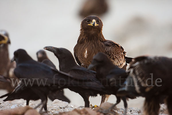 Wüstenrabe (Corvus ruficollis)