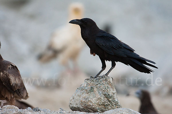 Wüstenrabe (Corvus ruficollis)