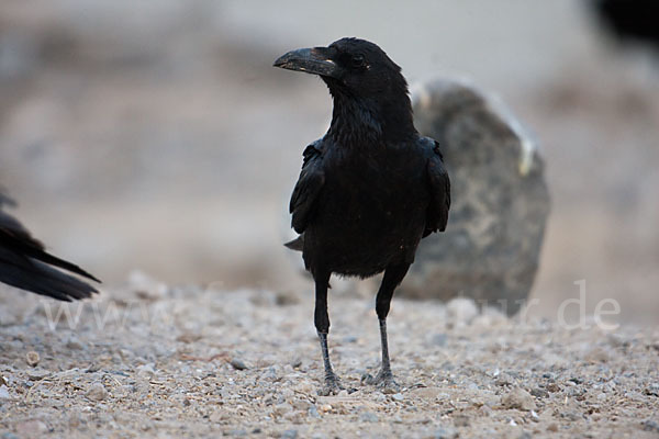 Wüstenrabe (Corvus ruficollis)