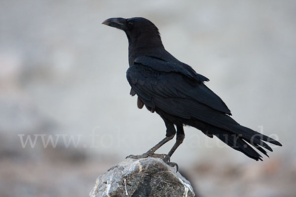 Wüstenrabe (Corvus ruficollis)