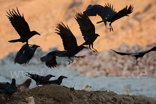 Wüstenrabe (Corvus ruficollis)