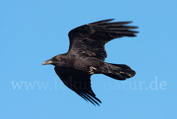 Wüstenrabe (Corvus ruficollis)