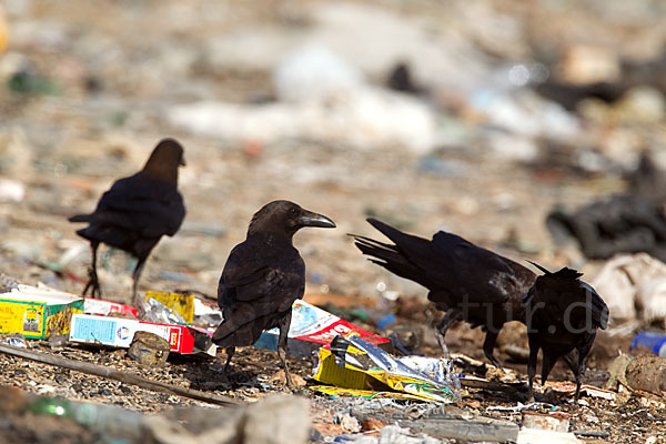 Wüstenrabe (Corvus ruficollis)