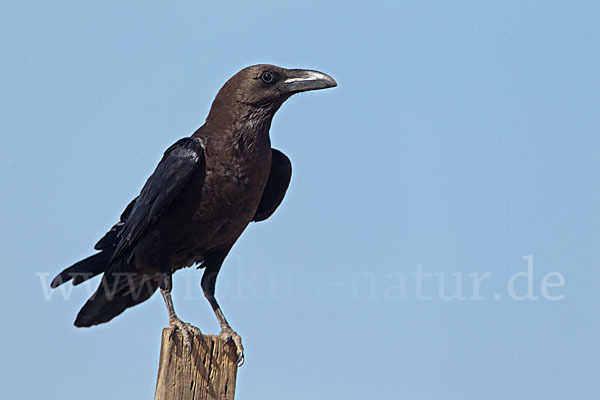 Wüstenrabe (Corvus ruficollis)