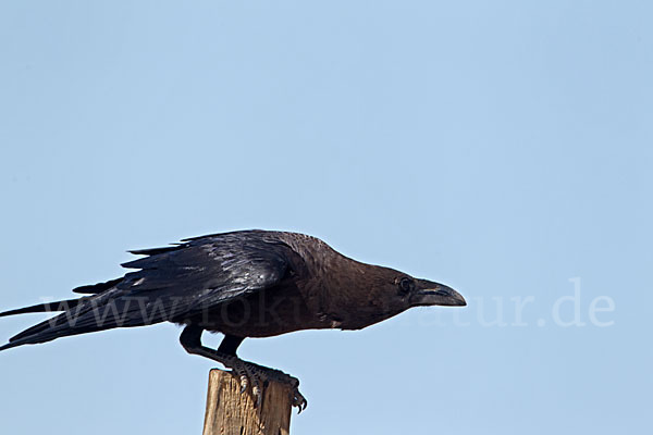 Wüstenrabe (Corvus ruficollis)