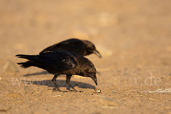 Wüstenrabe (Corvus ruficollis)