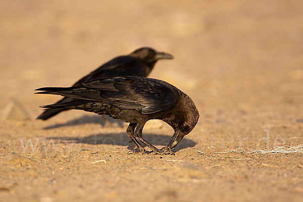 Wüstenrabe (Corvus ruficollis)