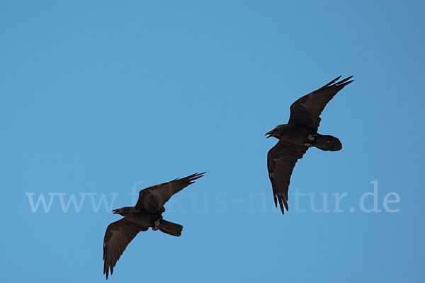 Wüstenrabe (Corvus ruficollis)