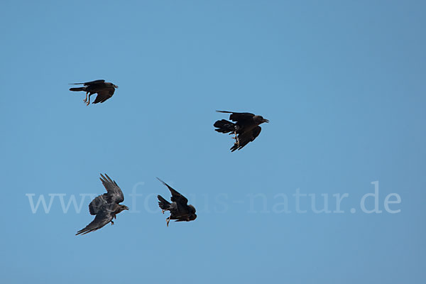 Wüstenrabe (Corvus ruficollis)