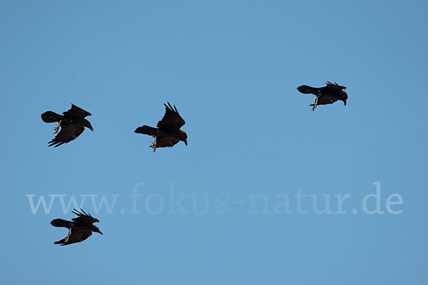 Wüstenrabe (Corvus ruficollis)