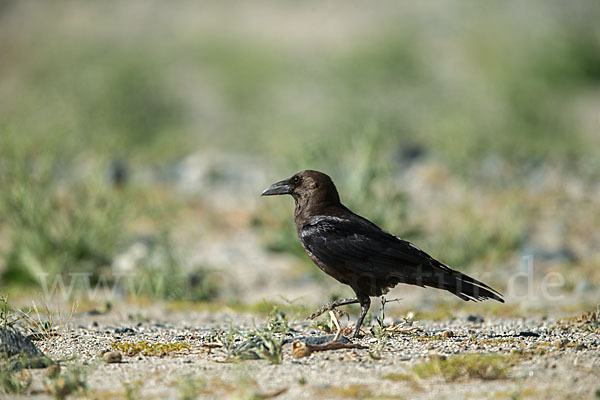 Wüstenrabe (Corvus ruficollis)