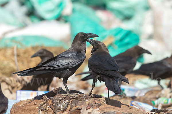 Wüstenrabe (Corvus ruficollis)