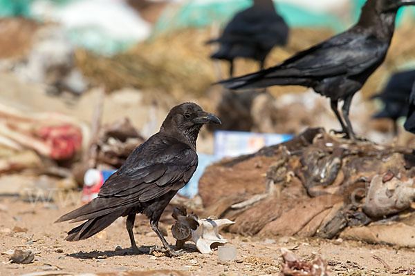 Wüstenrabe (Corvus ruficollis)