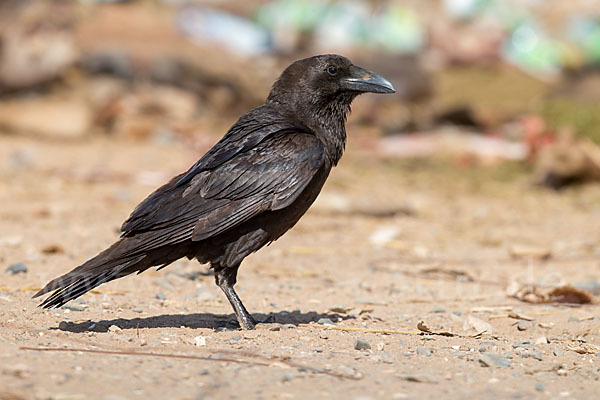 Wüstenrabe (Corvus ruficollis)