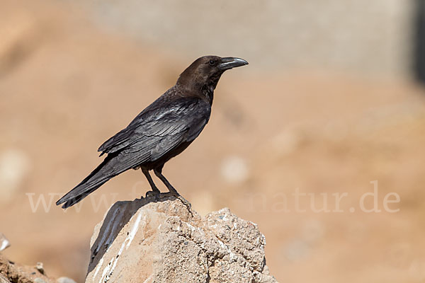 Wüstenrabe (Corvus ruficollis)