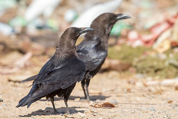 Wüstenrabe (Corvus ruficollis)