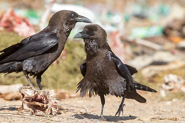 Wüstenrabe (Corvus ruficollis)