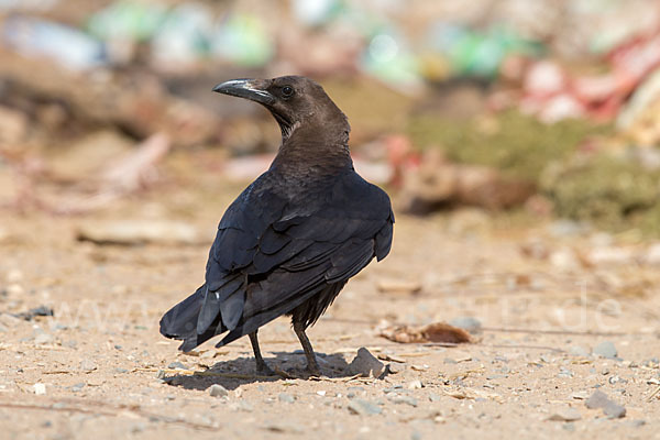 Wüstenrabe (Corvus ruficollis)