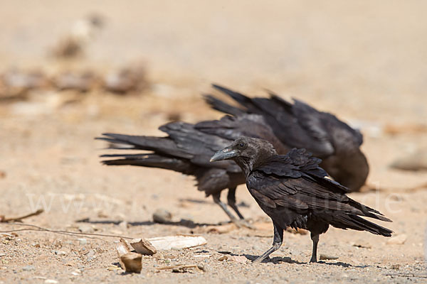 Wüstenrabe (Corvus ruficollis)