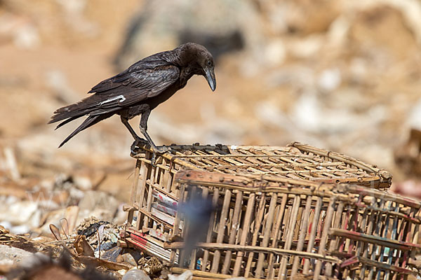 Wüstenrabe (Corvus ruficollis)