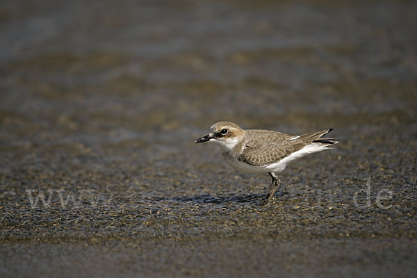 Wüstenregenpfeifer (Charadrius leschenaultii)