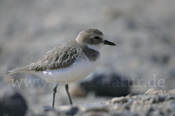 Wüstenregenpfeifer (Charadrius leschenaultii)