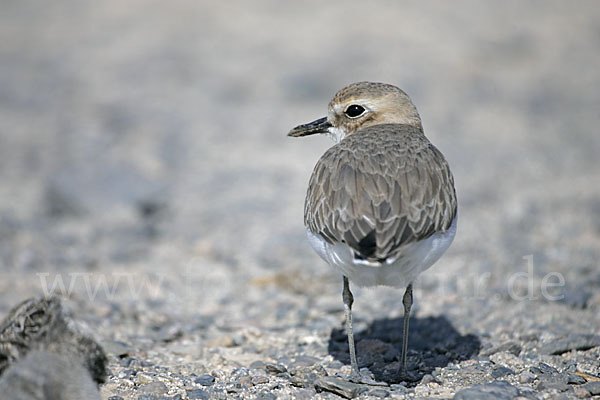 Wüstenregenpfeifer (Charadrius leschenaultii)