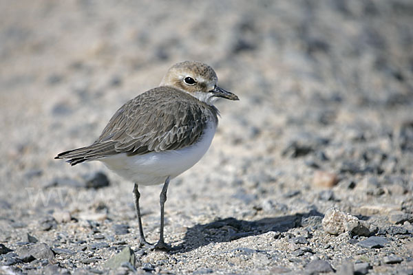 Wüstenregenpfeifer (Charadrius leschenaultii)