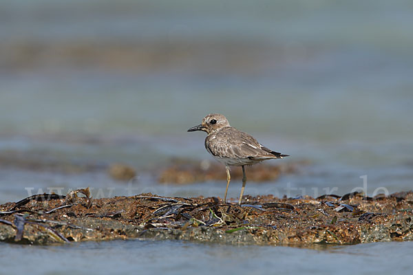Wüstenregenpfeifer (Charadrius leschenaultii)