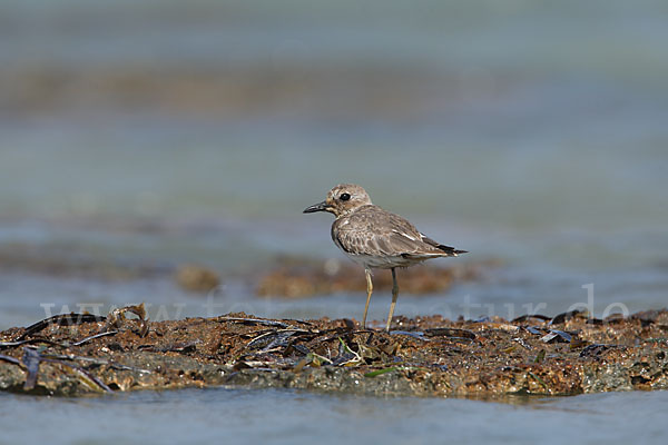 Wüstenregenpfeifer (Charadrius leschenaultii)