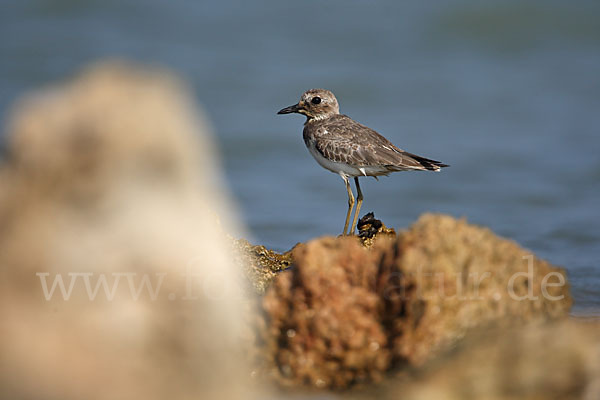 Wüstenregenpfeifer (Charadrius leschenaultii)