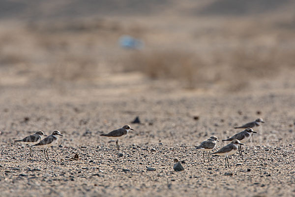 Wüstenregenpfeifer (Charadrius leschenaultii)