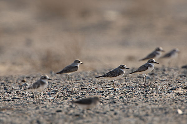 Wüstenregenpfeifer (Charadrius leschenaultii)