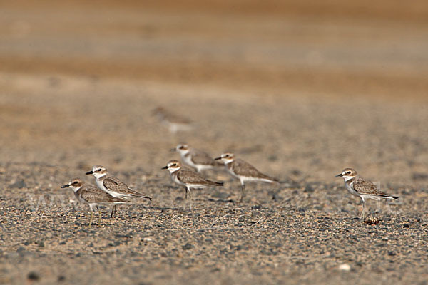 Wüstenregenpfeifer (Charadrius leschenaultii)