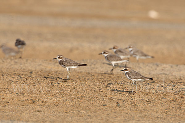 Wüstenregenpfeifer (Charadrius leschenaultii)