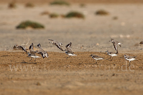 Wüstenregenpfeifer (Charadrius leschenaultii)