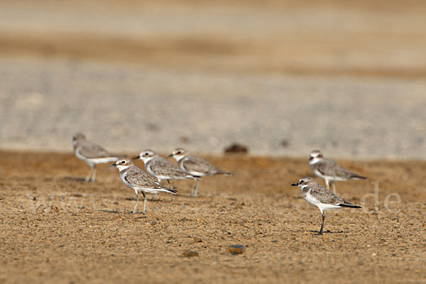 Wüstenregenpfeifer (Charadrius leschenaultii)