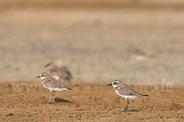 Wüstenregenpfeifer (Charadrius leschenaultii)